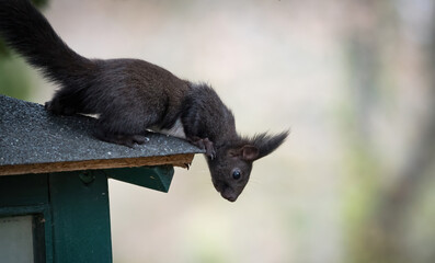 Fototapeta premium A squirrel sits at a corner on a feeding spot in a urban area in jena