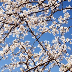 Obraz premium Beautiful plum tree branches full with white flowers in spring. - generative ai