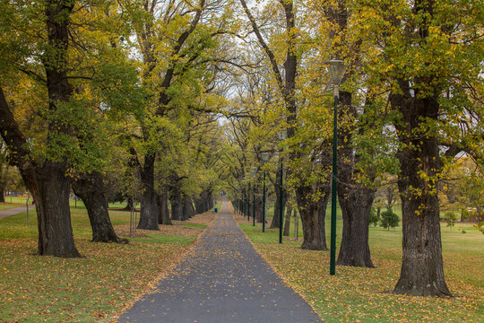 Trees In Line At Melbourne, Treasury Gardens Path