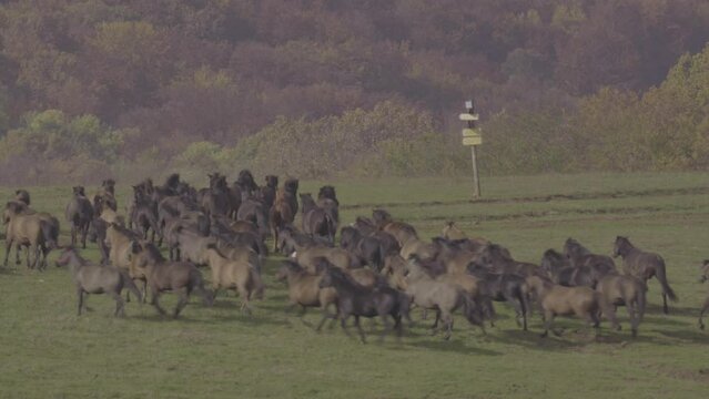 Hucul horses running in the meadow
