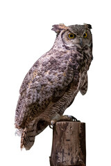 Great horned owl (Bubo virginianus) on transparent background