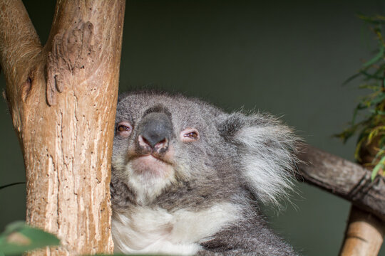 Arboreal Animal Arboreal Animal