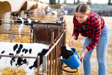 Positive young farmer girl working on livestock farm, feeding calves from bucket in stall outdoors..