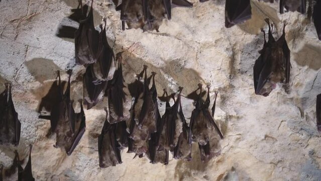 Groups of sleeping bats in the cave