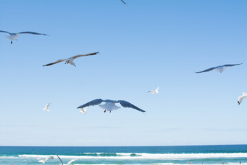 Fototapeta na wymiar Blue sky and group of seagulls