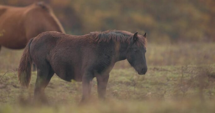 Hucul ponies also known as Carpathian horses grazing in a green meadow in Hungary