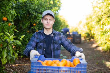 Hardworking young farmer guy working in a fruit nursery attentive inspects the collected tangerines in crates