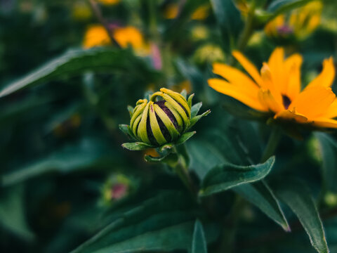 Black Eyed Susan Flower Bud