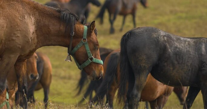 Hucul pony herd also known as Carpathian horses in the field