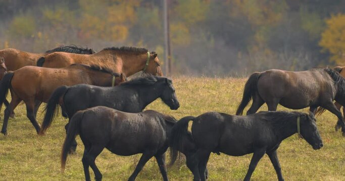 Hucul pony herd also known as Carpathian horses in the field