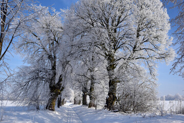 piękny zimowy widoczek, puzzle zimowe, zimowy obrazek, alejka lip, drzewa zimą, czas na kulig,...