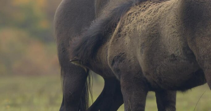 Hucul ponies also known as Carpathian horsesClose-up Image