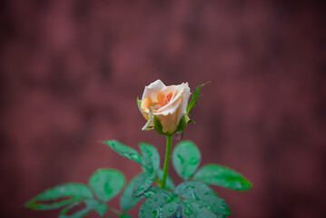 Pink Rose Flower on Megenta Background