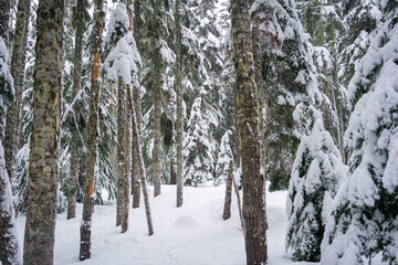 snowing in winter wonderland forest
