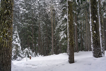 snowing in winter wonderland forest