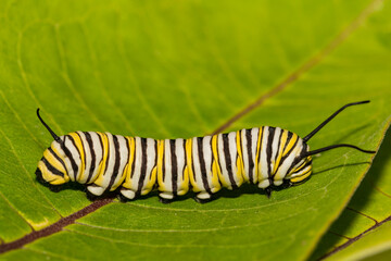 Monarch Caterpillar - Danaus plexippus