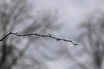 Ice on a branch 