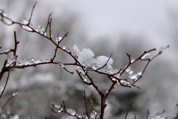 snow on branches