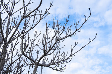 Fototapeta na wymiar leafless branches of the fig tree.