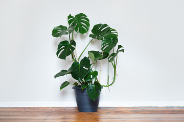 A plant of Monstera deliciosa or Swiss Cheese Plant in a gray flower pot on the light background with copy space, home gardening and minimalism