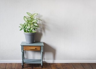 Dumb cane plant or Dieffenbachia in a gray flower pot on a gray table in daylight room with copy space, minimalist and scandinavian style
