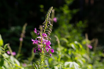 flowers of Fireweed, Chamaenerion angostifolium on a sunny summer day
