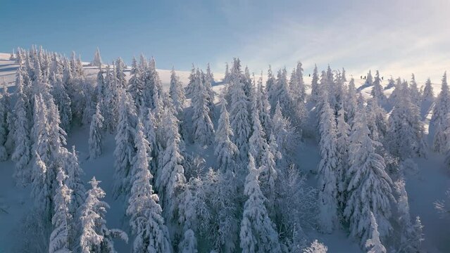 Aerial reveal shot of frozen winter forest in alpine mountains nature tourism background in beautiful sunny day