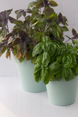 Basil seedlings. Green plants in peat pots. Baby plants sowing in small pots.
