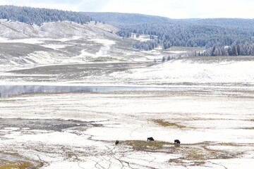 Hayden's Valley in Springtime