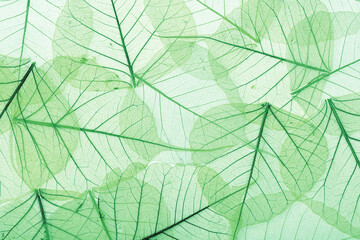 Naklejka na ściany i meble Green textured leaves