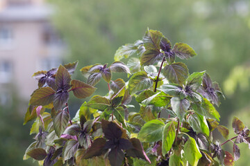 Obraz premium Purple basil on the windowsill on a blurry green background, home garden