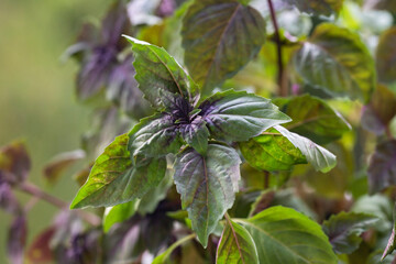 Purple basil on the windowsill on a blurry green background, home garden