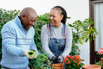 Happy farmer African senior couple gardening outdoor in home backyard terrace - Soft focus on center flower pot - Powered by Adobe