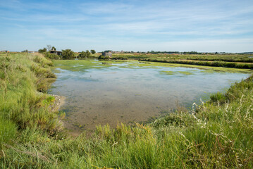 Intertidal saltmarsh with shallow water pond on the coast of the Seudre estuary, Charente Maritime, France