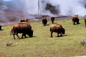 Geothermal Herd