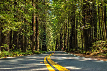 The Avenue of the Giants & Soaring Redwoods Lining Highway
