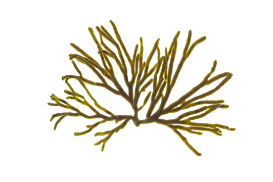 Codium tomentosum or velvet horn or spongeweed seaweed isolated transparent png. Green alga branch.