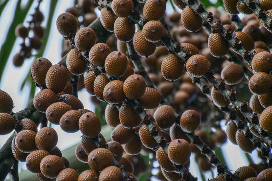 Brown Buriti fruit hanging from Mauritia flexuosa, known as the moriche palm, ité palm, ita, buriti, muriti, miriti, canangucho, acho, or aguaje, is a palm tree.
