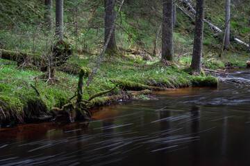 Fototapeta na wymiar A small forest stream with sandstone outcrops