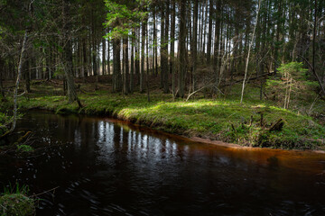 A small forest stream with sandstone outcrops