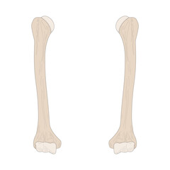 Right Humerus and Left Humerus. Anterior (ventral) view.