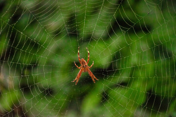 Red Orb Weaving spider in Web with Green Background