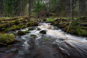 Fototapeta premium A small forest stream with sandstone outcrops, ligatne