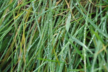 Fototapeta na wymiar Fresh green grass with dew drops close up water driops on the fresh grass after rain.Green grass with water droplets on the leaves.