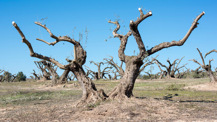 Poda severa de olivos en un campo de Andalucía en invierno