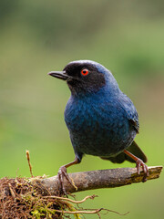 Diglossa cyanea