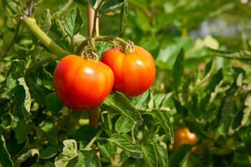 Tomatoes on the Vine Ripening. Tomato plants and ripe tomatoes growing on the vine.

