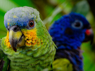 Pionus menstruus anda Amazona amazonica