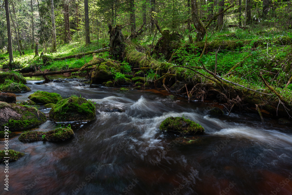 Canvas Prints A small forest stream with sandstone outcrops, ligatne