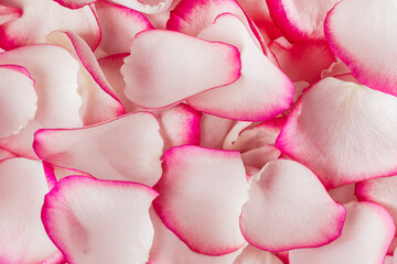 Pink rose petals background. Rose petals wallpaper for design.